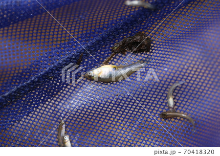 田んぼの川でたくさん捕れる、特定外来生物、カダヤシ 田んぼの川でたくさん捕れる、特定外来生物、カダヤシ 70418320