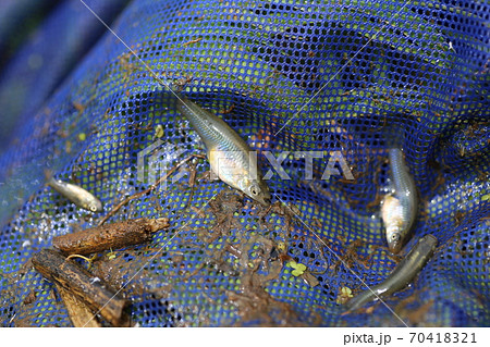 田んぼの川でたくさん捕れる、特定外来生物、カダヤシ 70418321