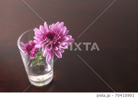 テーブルの上のガラスのコップに挿したピンクの菊の花の写真素材