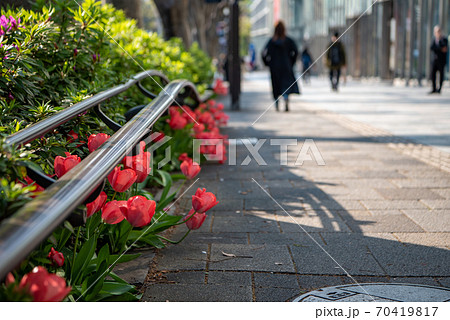 歩道のチューリップ 70419817