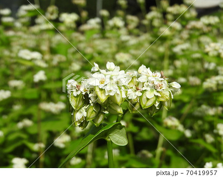 満開の蕎麦の花 満開の蕎麦の花 70419957