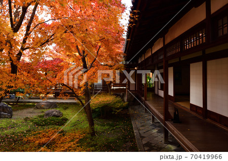 建仁寺の紅葉 建仁寺の紅葉 70419966