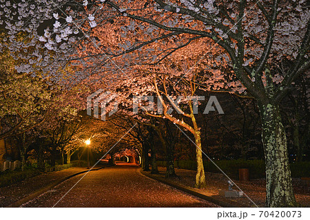 京都 亀岡 七谷川の桜ライトアップ 京都府亀岡市の写真素材