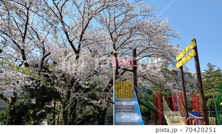 川崎市宮前区有馬 有馬つつじ公園 桜の名所 川崎市宮前区有馬 有馬つつじ公園 桜の名所 70420251