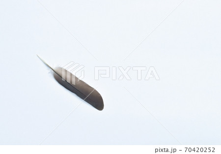 black and white bird feather on white background black and white bird feather on white background 70420252