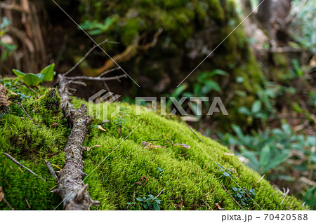 森の中の風景 苔と倒木 森の中の風景 苔と倒木 70420588