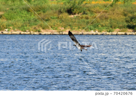 ミサゴ 川 河 70420676