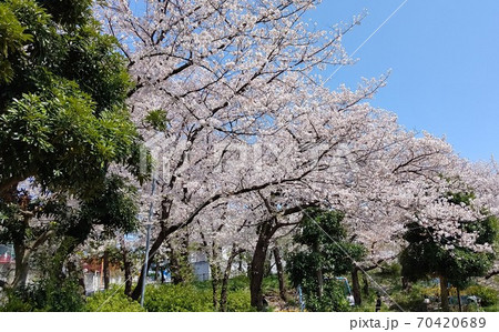 川崎市宮前区有馬　有馬つつじ公園　桜の名所　最寄り駅　田園都市線鷺沼駅 70420689