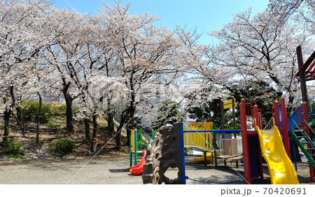 川崎市宮前区有馬　有馬つつじ公園　桜の名所　最寄り駅　田園都市線鷺沼駅 70420691