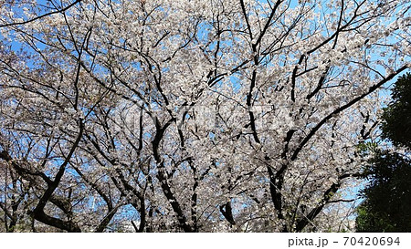 川崎市宮前区有馬　有馬つつじ公園　桜の名所　最寄り駅　田園都市線鷺沼駅 70420694