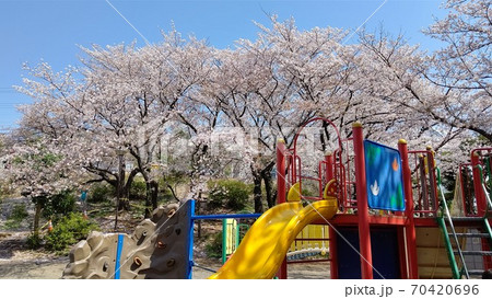川崎市宮前区有馬　有馬つつじ公園　桜の名所　最寄り駅　田園都市線鷺沼駅 70420696