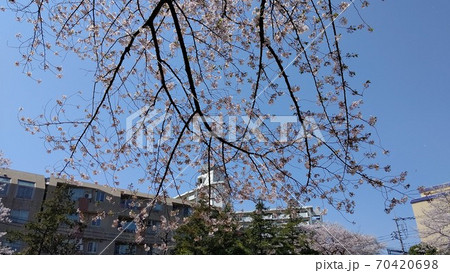 川崎市宮前区有馬 有馬つつじ公園 桜の名所 最寄り駅 田園都市線鷺沼駅 川崎市宮前区有馬 有馬つつじ公園 桜の名所 最寄り駅 田園都市線鷺沼駅 70420698