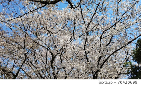 川崎市宮前区有馬 有馬つつじ公園 桜の名所 最寄り駅 田園都市線鷺沼駅 川崎市宮前区有馬 有馬つつじ公園 桜の名所 最寄り駅 田園都市線鷺沼駅 70420699