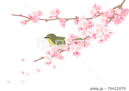 桜の枝にとまるメジロのベクターイラストのイラスト素材