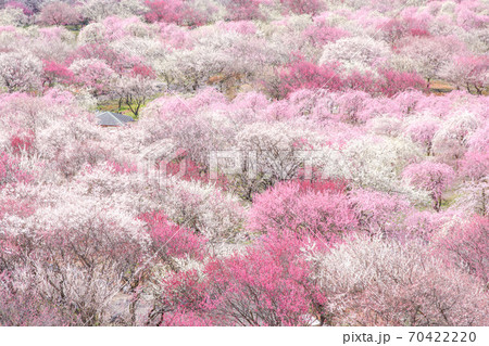 しだれ梅 素材 背景 70422220
