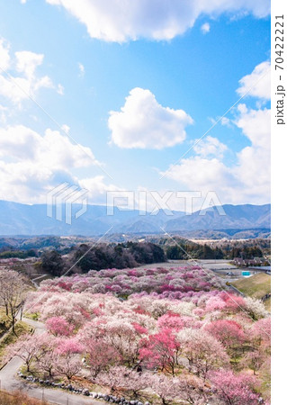 しだれ梅 素材 背景 70422221