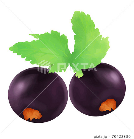 カシス クロスグリのイラスト素材