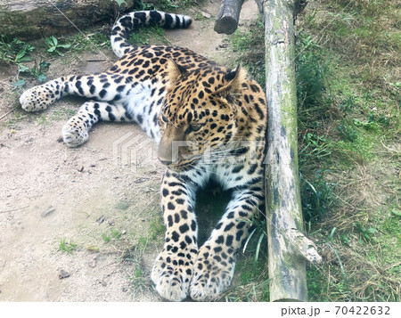 野生のヒョウ 70422632