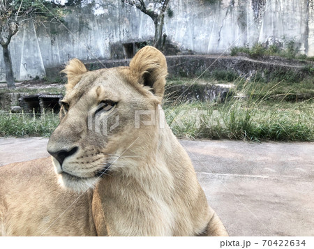 メスのライオン メスのライオン 70422634