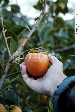 man collecting a persimmon from the tree 70422825
