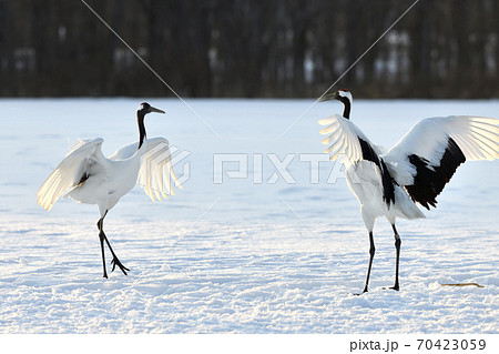 タンチョウ 70423059