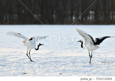 タンチョウ 70423060