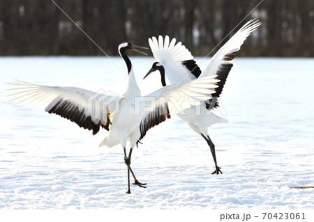 タンチョウ 70423061