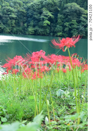 彼岸花 彼岸花 70423100