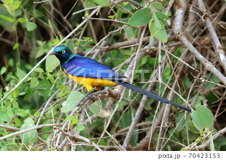 golden breasted starling close up side view 70423153