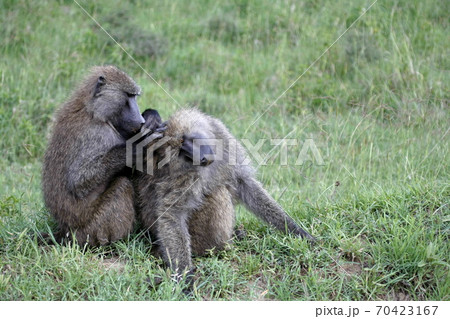 two baboons grooming each other 70423167