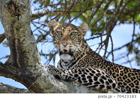 A leopard hidden in the thicket of a tree 70423183