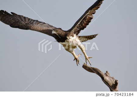 A martial eagle just taking off from a tree branch A martial eagle just taking off from a tree branch 70423184