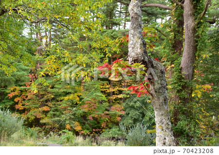 裏磐梯五色沼 70423208