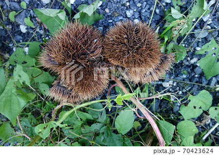 地面に落ちた毬栗 地面に落ちた毬栗 70423624