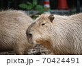 眠そうなカピパラ 70424491
