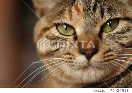 カメラを見る若いキジトラ猫のアップ カメラを見る若いキジトラ猫のアップ 70424918