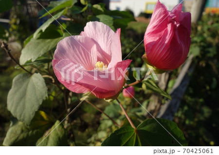 晴れた日のピンクの芙蓉の花 晴れた日のピンクの芙蓉の花 70425061