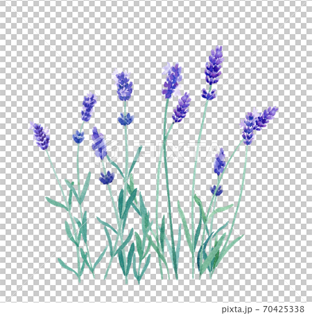 Herbs: Lavender watercolor illustration (trace vector) 70425338