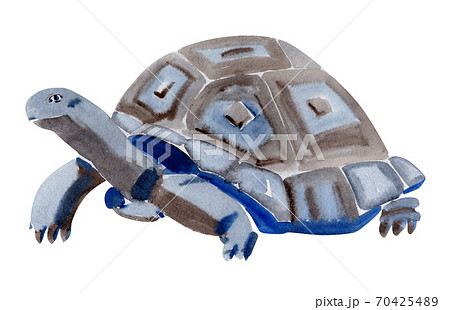 Handwork watercolor illustration of turtle in white background. 70425489