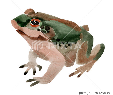 Handwork watercolor illustration of frog in white background. 70425639