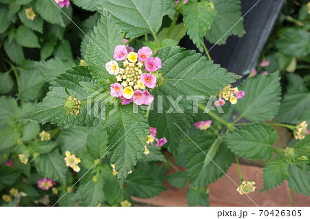 曇りの日のランタナの花 70426305