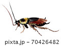 Handwork watercolor illustration of an insect cockroach 70426482