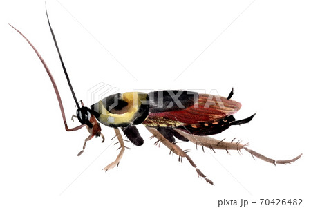 Handwork watercolor illustration of an insect cockroach 70426482
