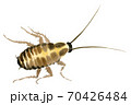 Handwork watercolor illustration of an insect cockroach 70426484