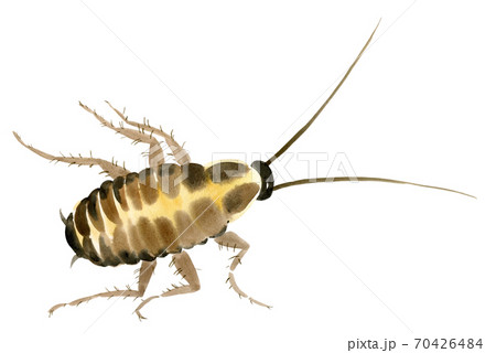 Handwork watercolor illustration of an insect cockroach 70426484