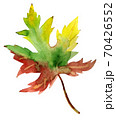 Hand-drawn watercolor drawing of the autumn leaf 70426552