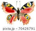 Handwork watercolor illustration of an insect butterfly 70426791