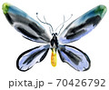 Handwork watercolor illustration of an insect butterfly 70426792