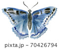 Handwork watercolor illustration of an insect butterfly 70426794