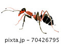 Handwork watercolor illustration of an insect ant. Isolated in white background 70426795